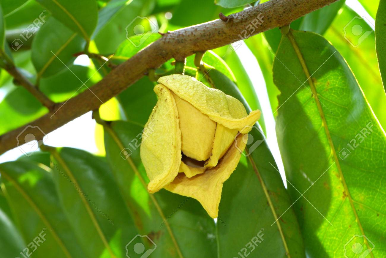 86+ Gambar Akar Durian Belanda Paling Hist 86+ Gambar Akar Durian Belanda Paling Hist