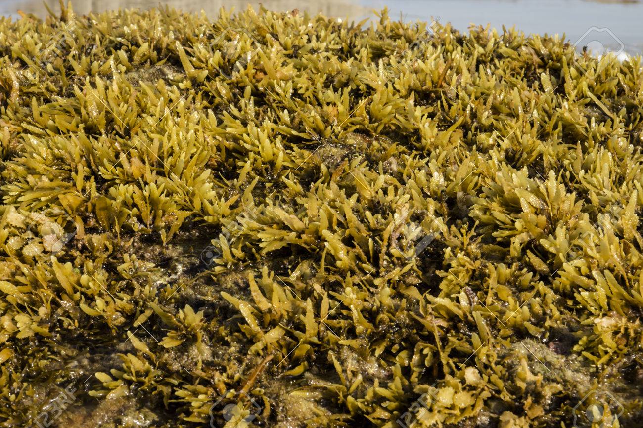 黄色の海藻 ホンダワラ Sp の写真素材 画像素材 Image