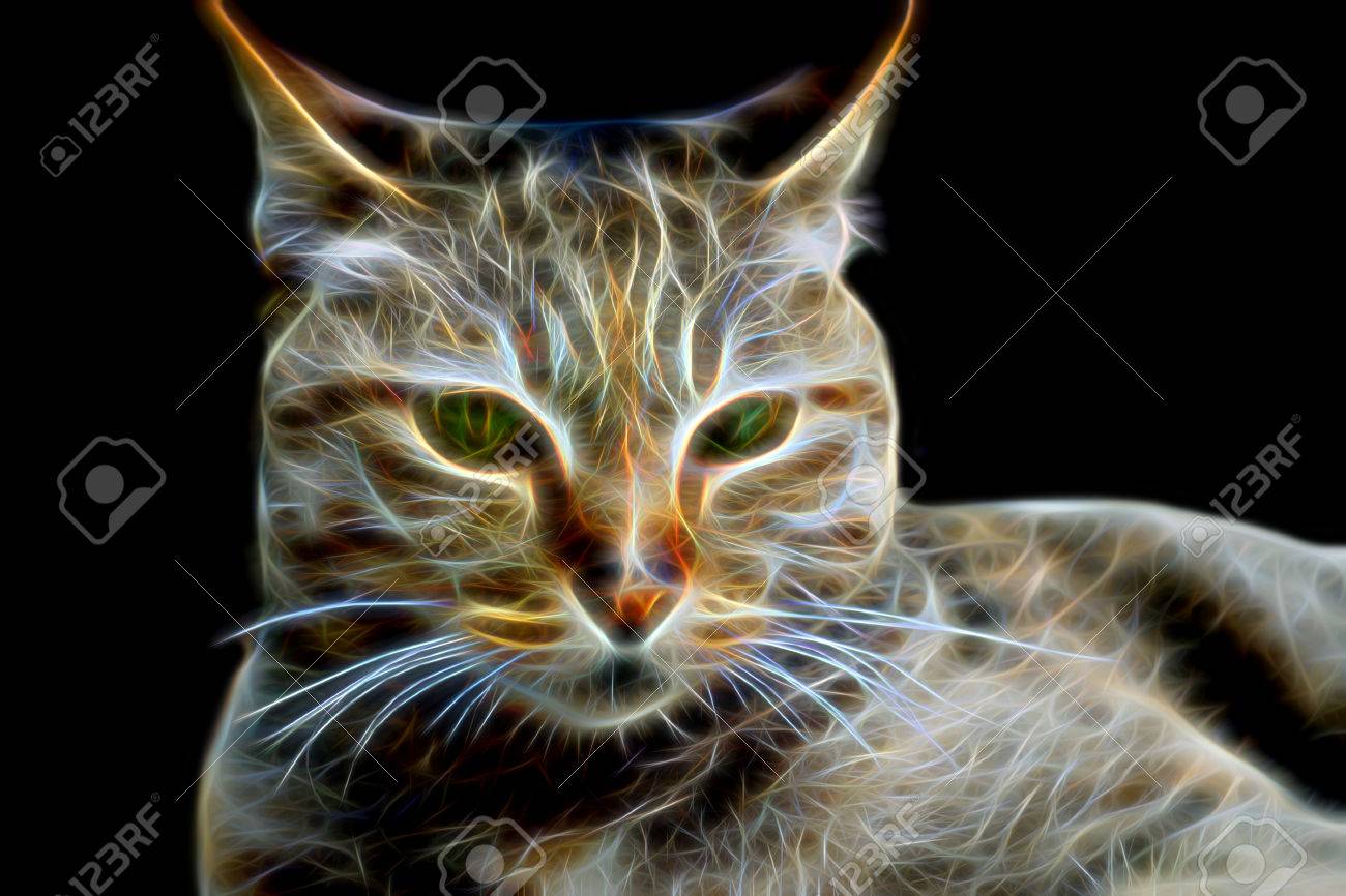 怒っている猫の輝きのイメージ の写真素材 画像素材 Image