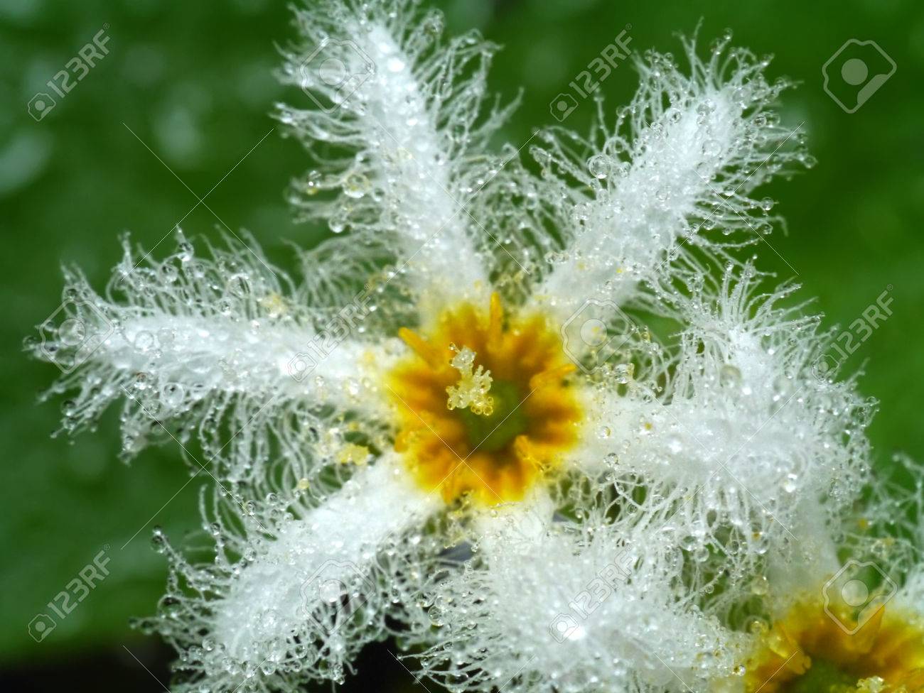 Flores De Copos De Nieve Europeos Hilo De Raíz Con Dientes Flores De Copos De Nieve Europeos Hilo De Raíz Con Dientes