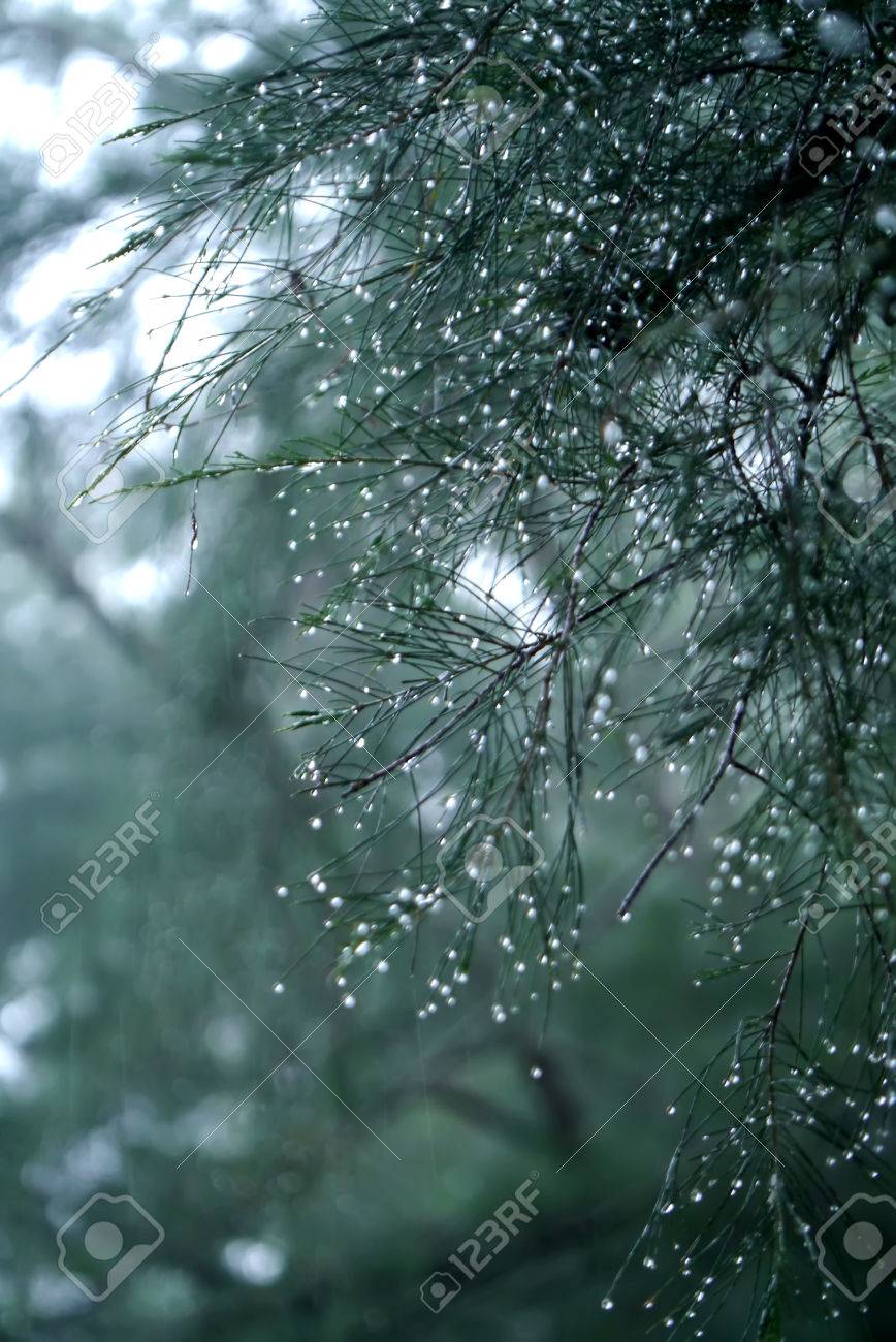 雨の日に松の葉の美しい雨のしずくのイメージを Unfocus します の写真素材 画像素材 Image