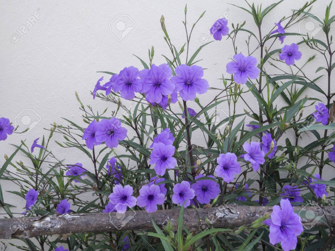 Purple Flowers In The Garden Ruellia Tuberosa Acanthaceae Stock Photo Picture And Royalty Free Image Image 45569039