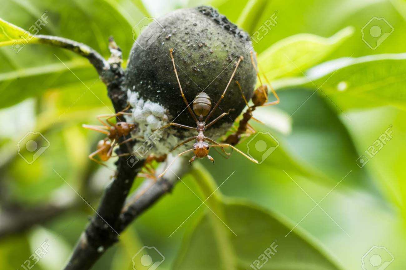 white aphids