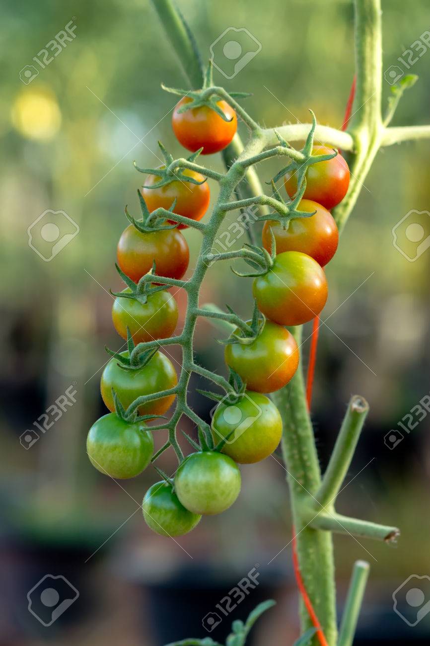 ミニトマト栽培農場で木に トマト の写真素材 画像素材 Image
