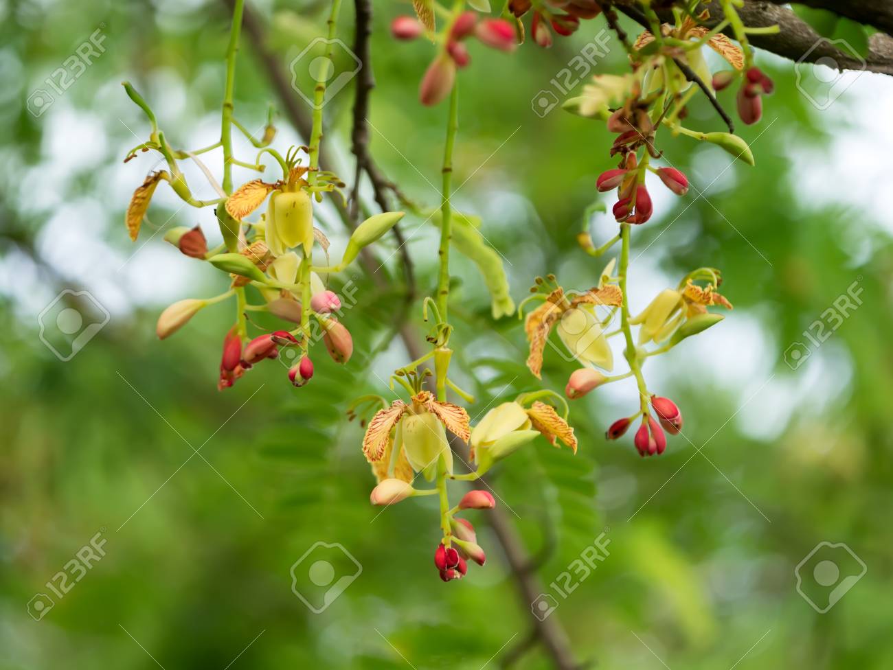 タマリンド インディカ花 の写真素材 画像素材 Image
