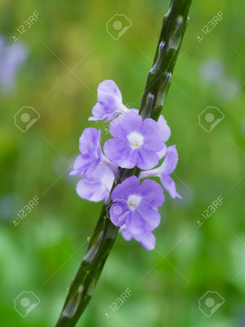 ブラジルのチャの紫色の花 Stachytarpheta Jamaicensis の写真素材 画像素材 Image