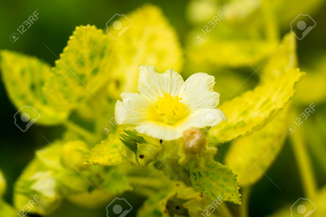 黄色の花と Sida のシダ植物の葉 の写真素材 画像素材 Image