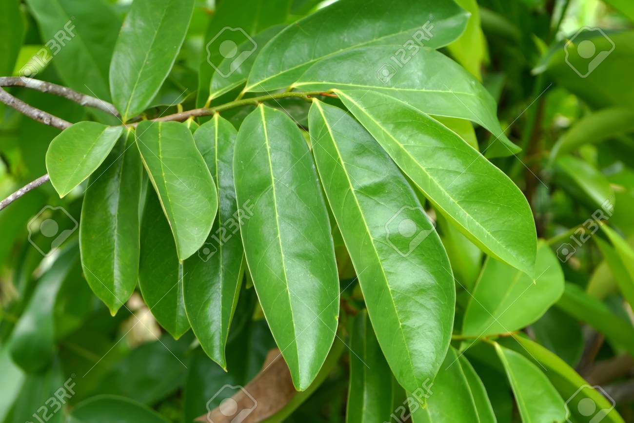 https://previews.123rf.com/images/noppharat/noppharat1710/noppharat171000234/88854707-close-up-soursop-leaf-on-tree-annona-muricata.jpg