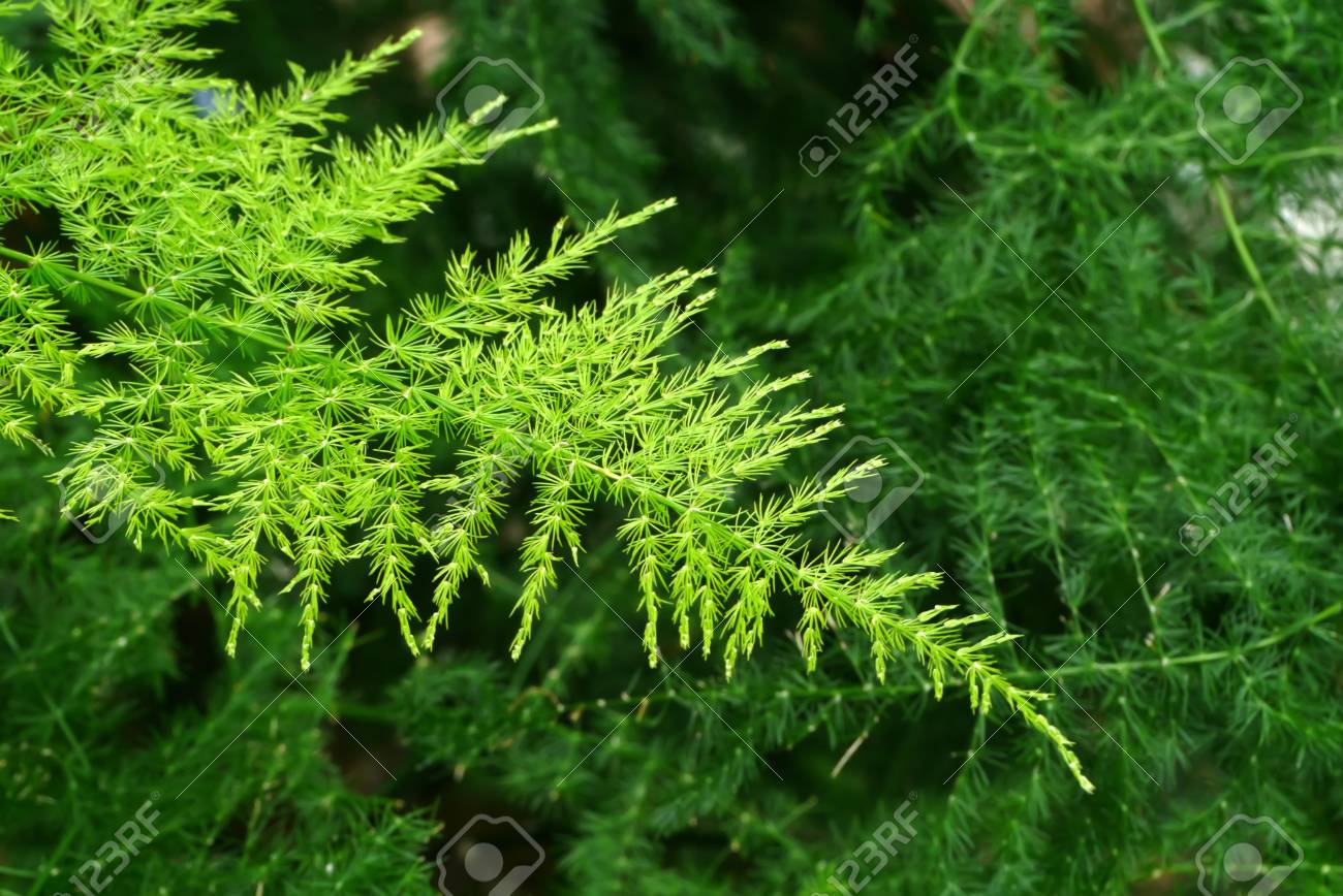 羽シダ植物の緑の葉 アスパラガス Setaceus 暖地 ジェソップ の写真素材 画像素材 Image