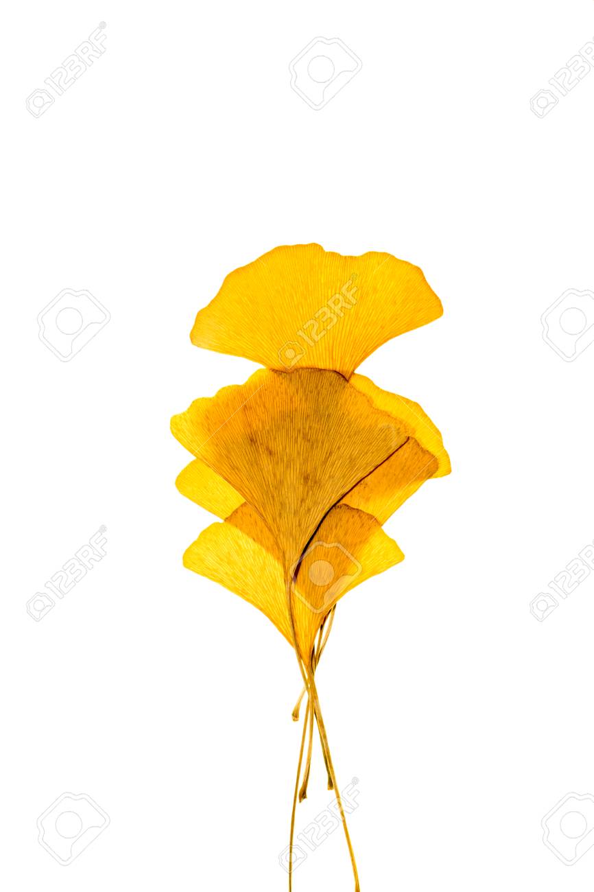 dried ginkgo leaves on white background stock photo picture and