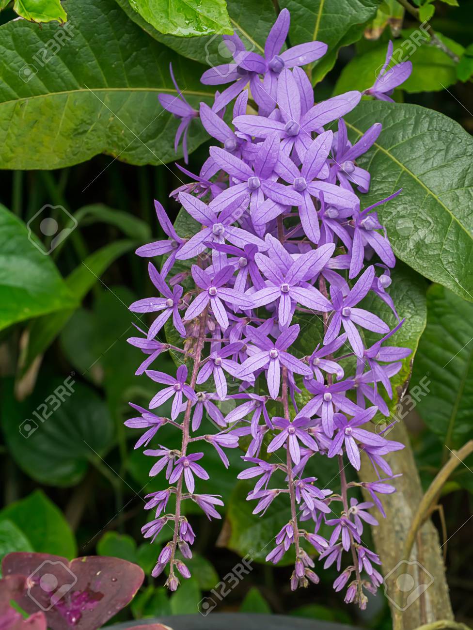 Close Up Of Purple Wreath A Sandpaper Vine Flower Background Petrea Volubilis Stock Photo Picture And Royalty Free Image Image 97424875