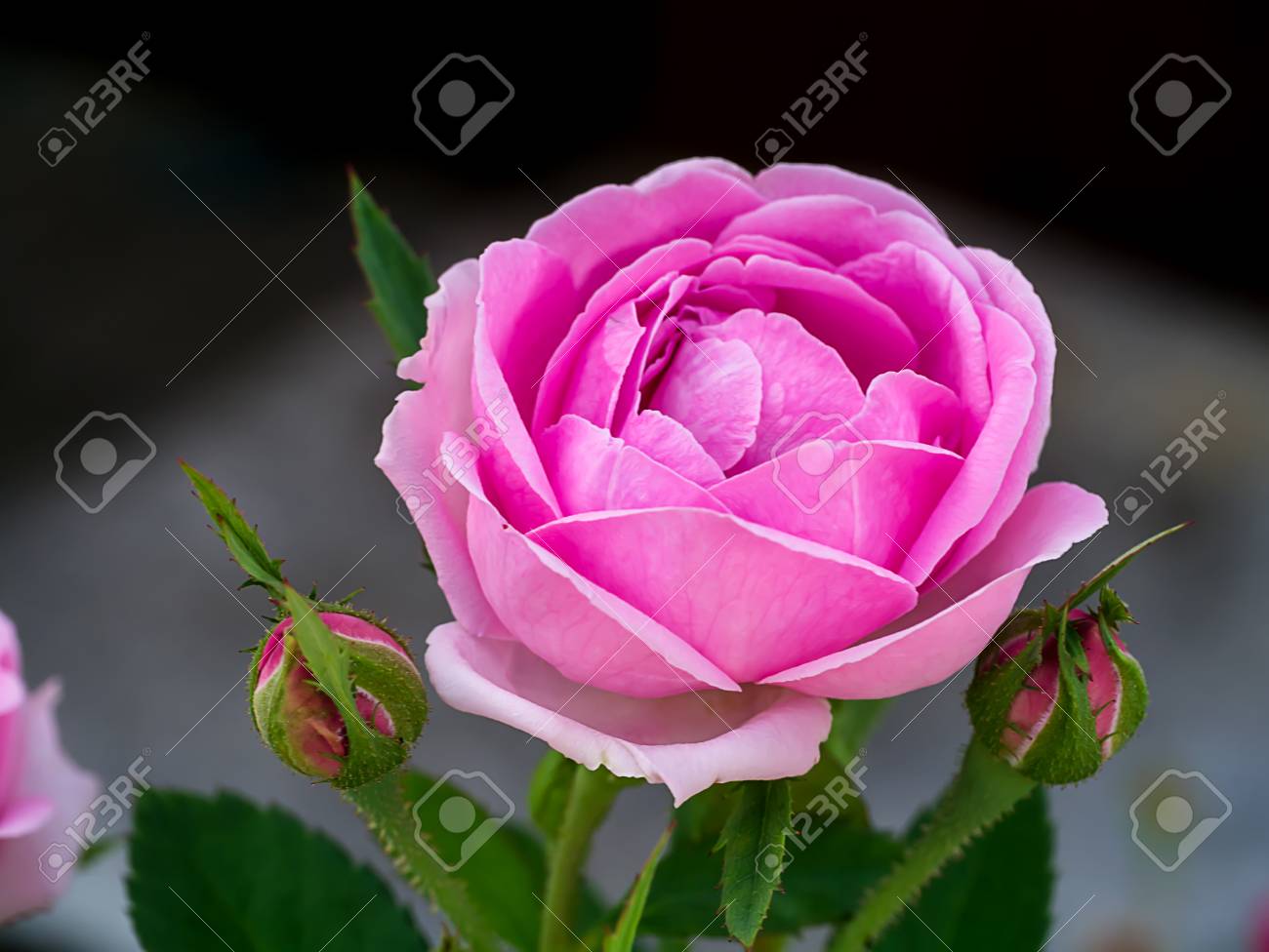 Pink Of Damask Rose Flower Rosa Damascena Stock Photo Picture And Royalty Free Image Image 97425103