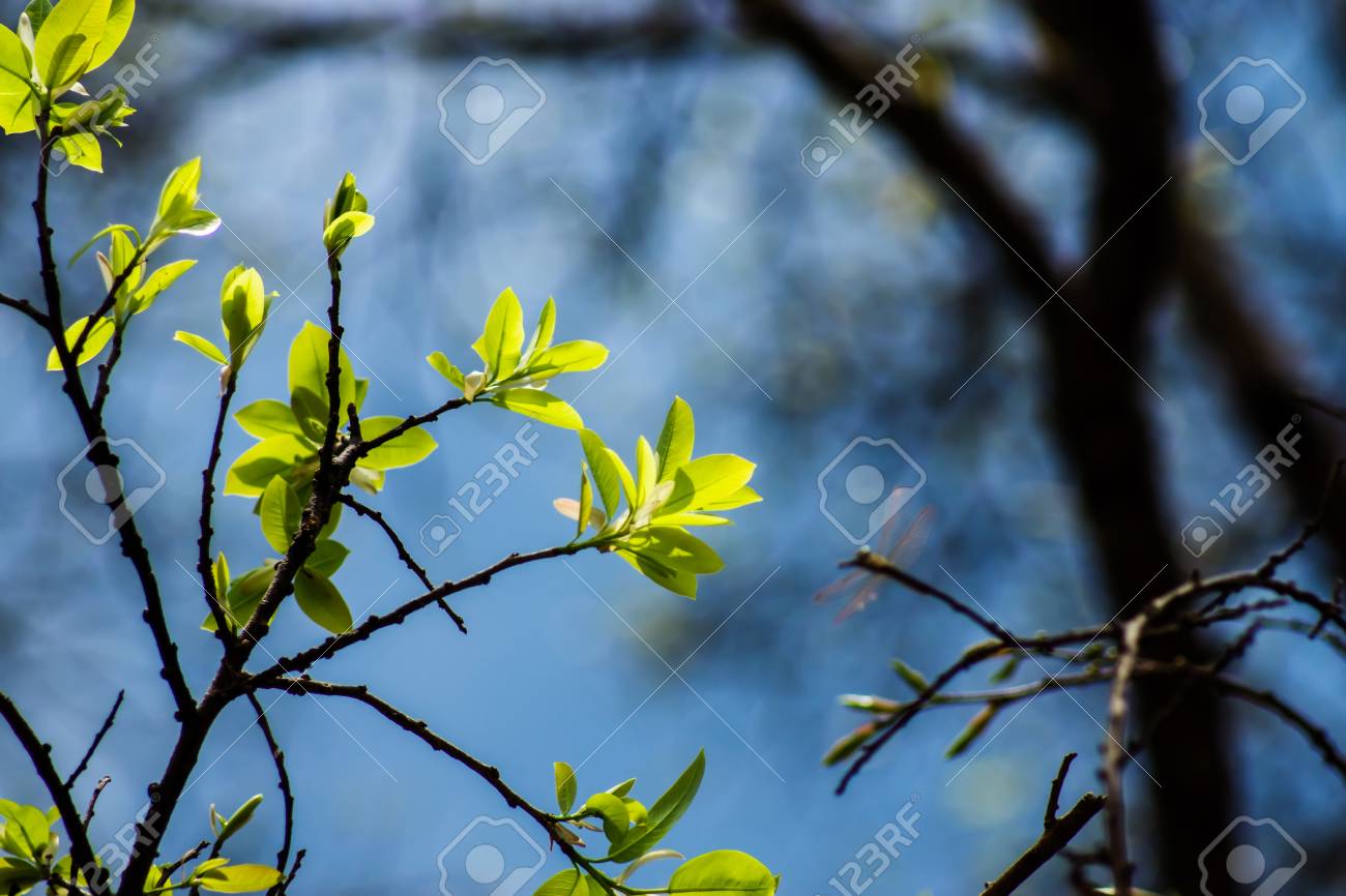 New Banyan Leaves On Branch With Blur Background Stock Photo, Picture And  Royalty Free Image. Image 100967016.