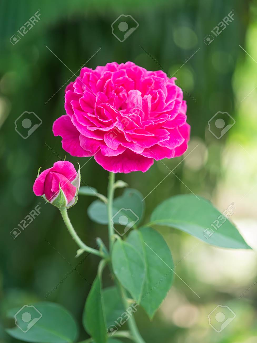 Dark Pink Of Damask Rose Flower. (Rosa Damascena) Stock Photo, Picture and  Royalty Free Image. Image 102688318., image size:976x1300