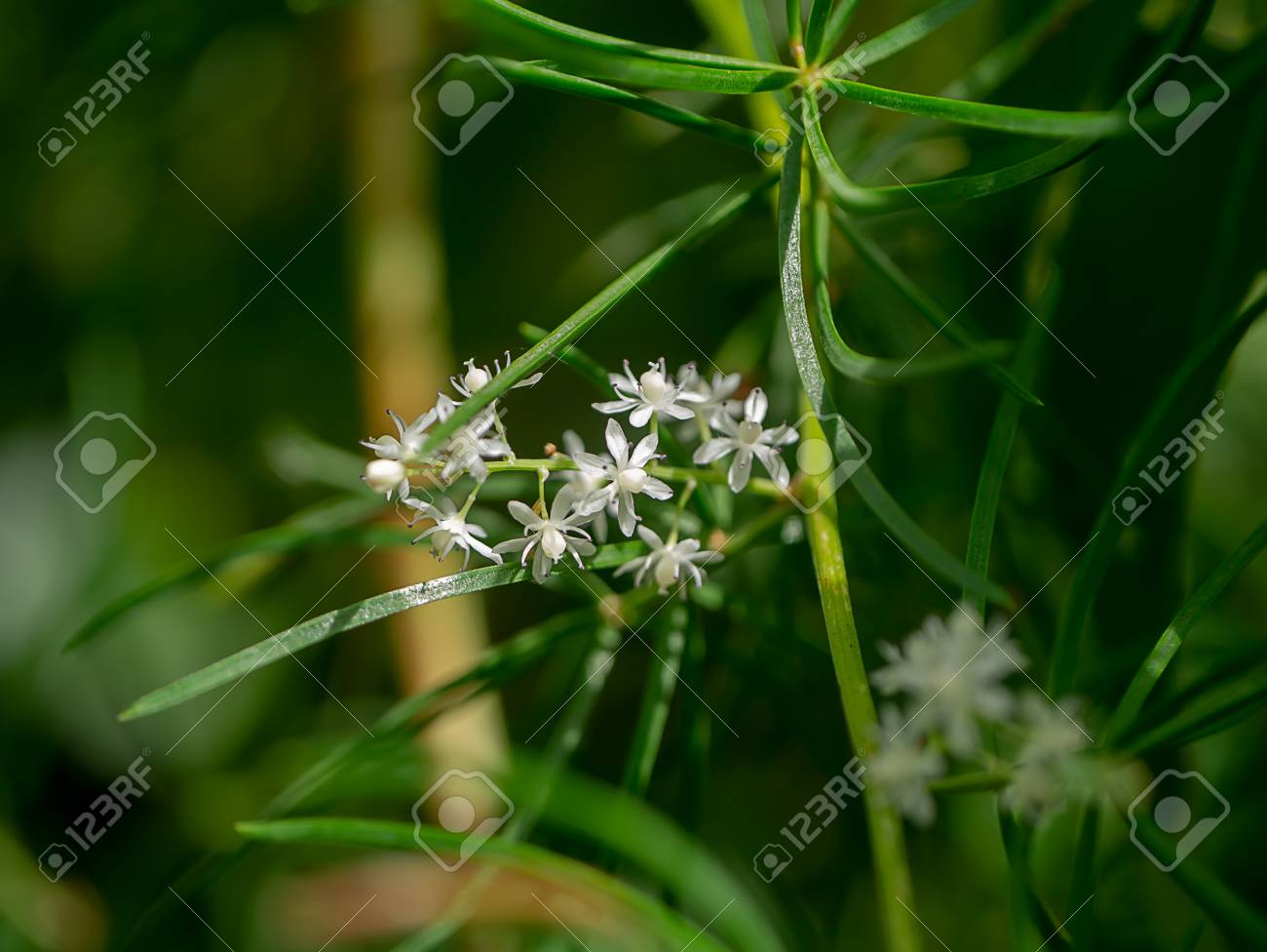 シャタヴァリ植物の白い花をクローズアップ アスパラガス ラセモサス ウィルド の写真素材 画像素材 Image シャタヴァリ植物の白い花をクローズアップ アスパラガス ラセモサス ウィルド の写真素材 画像素材 Image