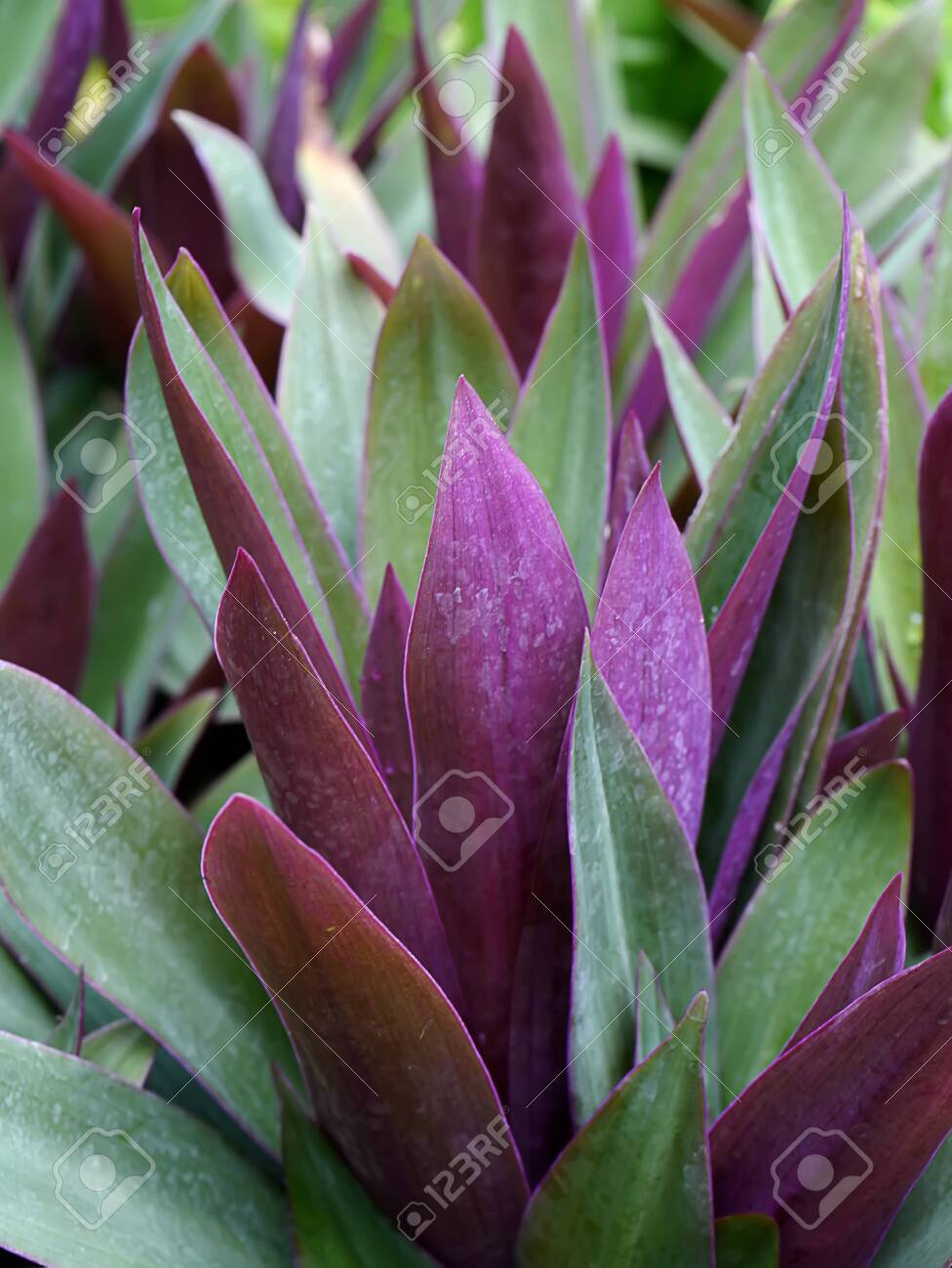 Boat-lily, Oyster Lily.. Stock Photo 