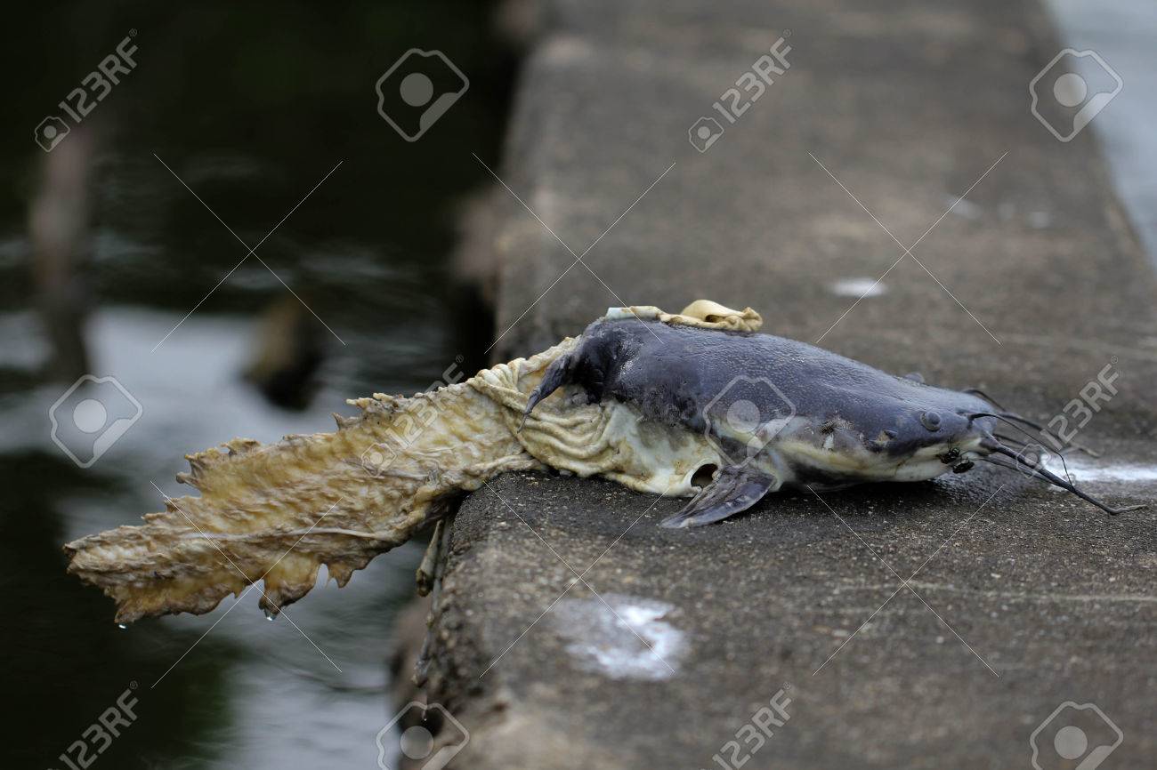 ダムのハエの周り水トカゲに食べられてナマズ死体 の写真素材 画像素材 Image ダムのハエの周り水トカゲに食べられてナマズ死体 の写真素材 画像素材 Image