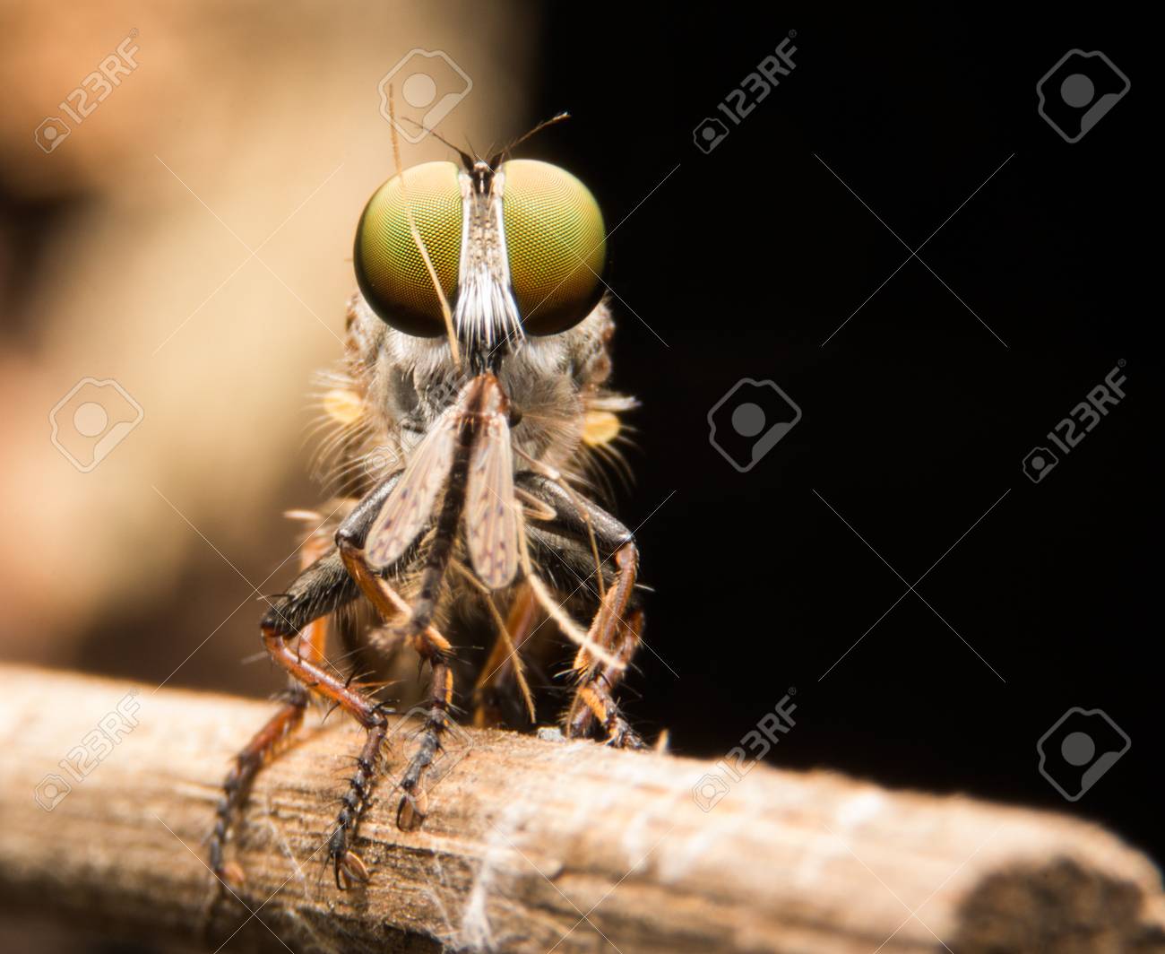 etiam-dictum-ipsum-a-felis