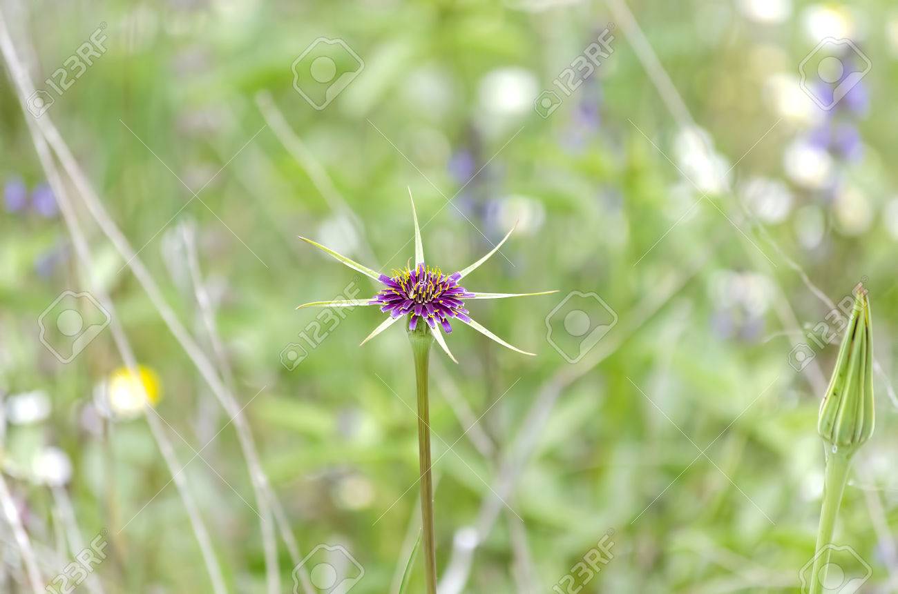 Dictionnaire Des Fleurs