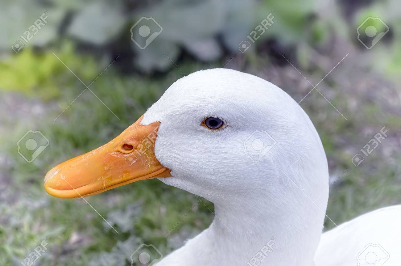 soft duck