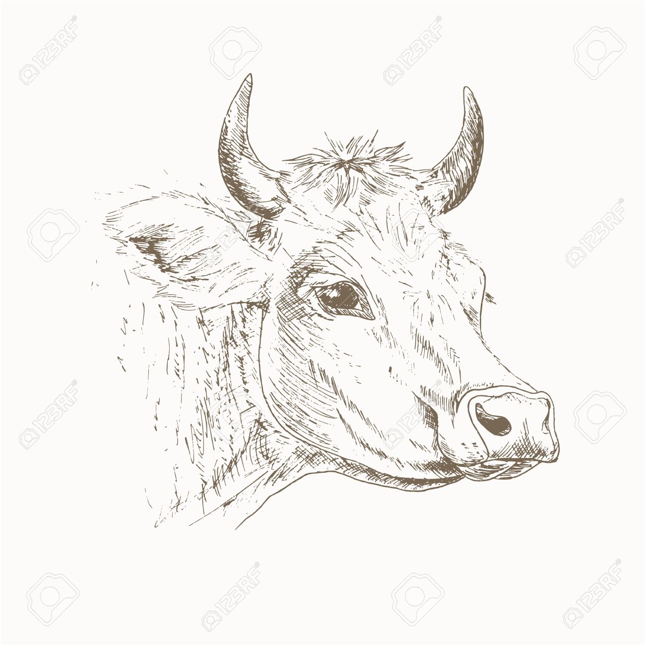 Cow Head Sketch Dairy Cattle Illustration Drawing Cow Head Cow Head Isolated On Cow Head Sketch Dairy Cattle Illustration Drawing Cow Head Cow Head Isolated On