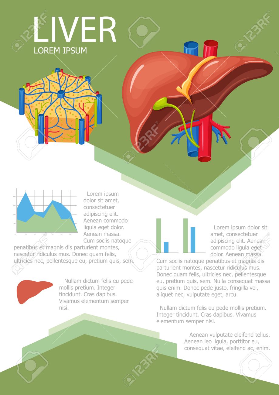 Human liver infographic poster with chart, diagram and icon. Liver lobes anatomy. Liver medical science infographic with chart, diagram. Vector liver anatomy infographic brochure with chart - 58289083 Human liver infographic poster with chart, diagram and icon. Liver lobes anatomy. Liver medical science infographic with chart, diagram. Vector liver anatomy infographic brochure with chart - 58289083