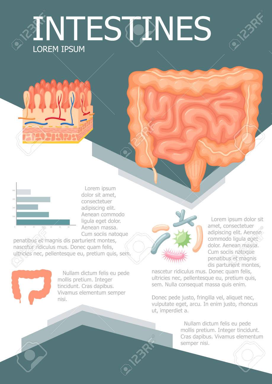 Human Intestines Chart