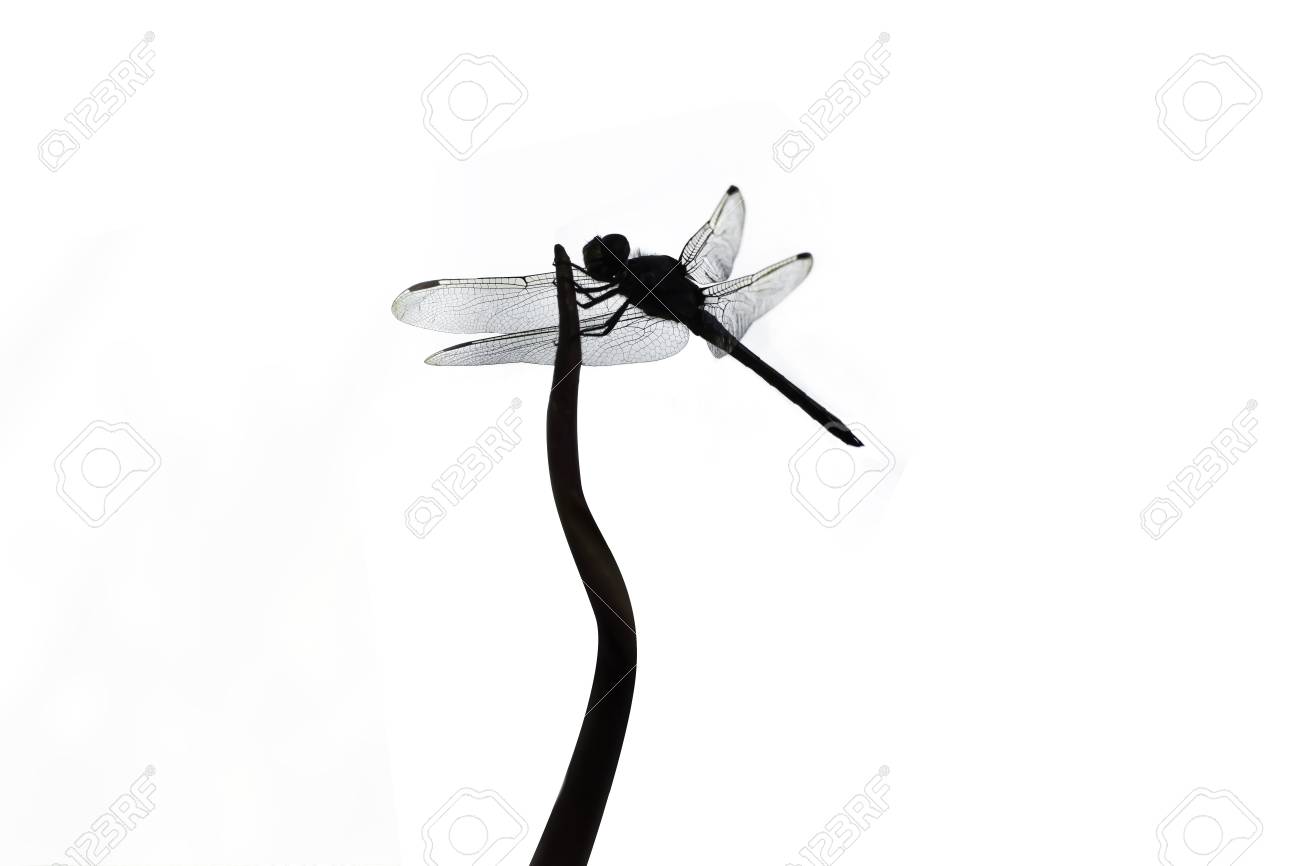 silhouette dragonfly isolate on white background stock photo