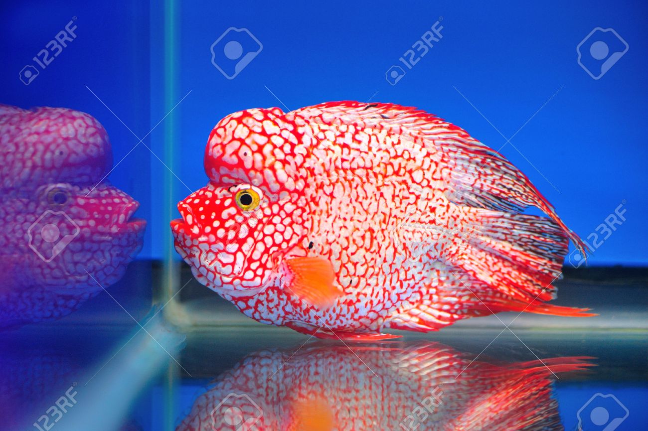 Wunderschöne fische