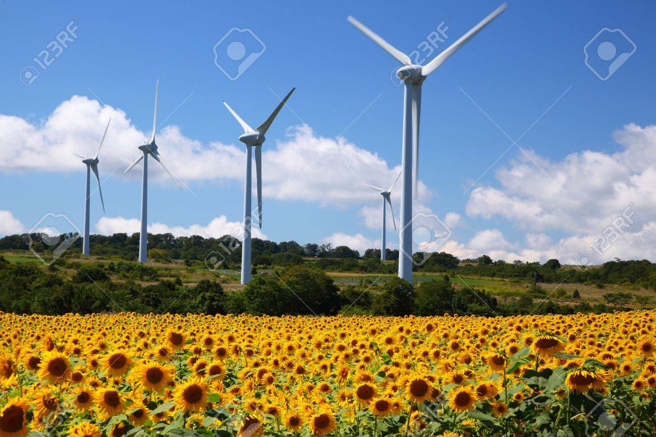 福島県に風車とひまわり畑 の写真素材 画像素材 Image