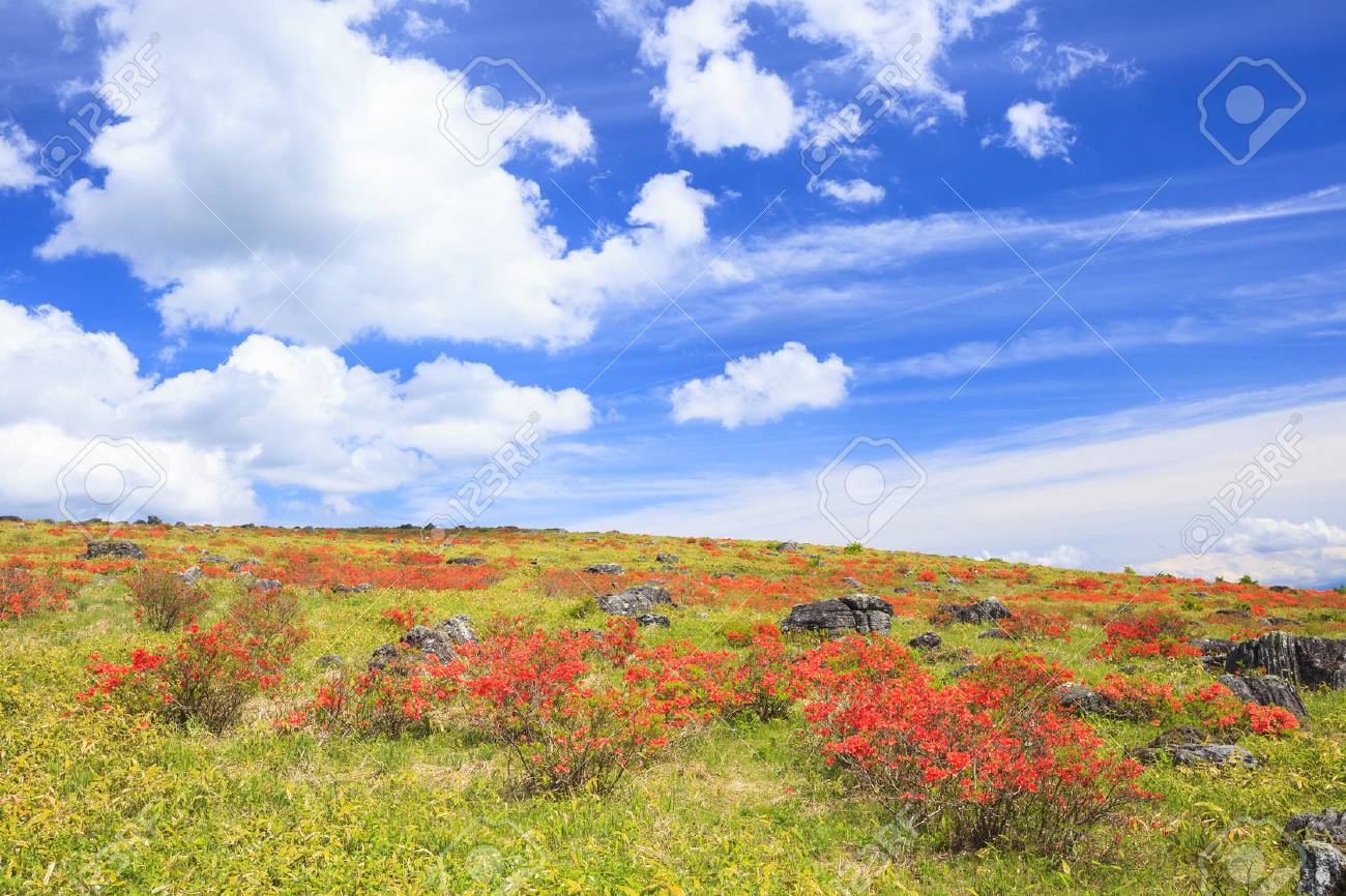 長野県霧ヶ峰高原のレンゲツツジ の写真素材 画像素材 Image