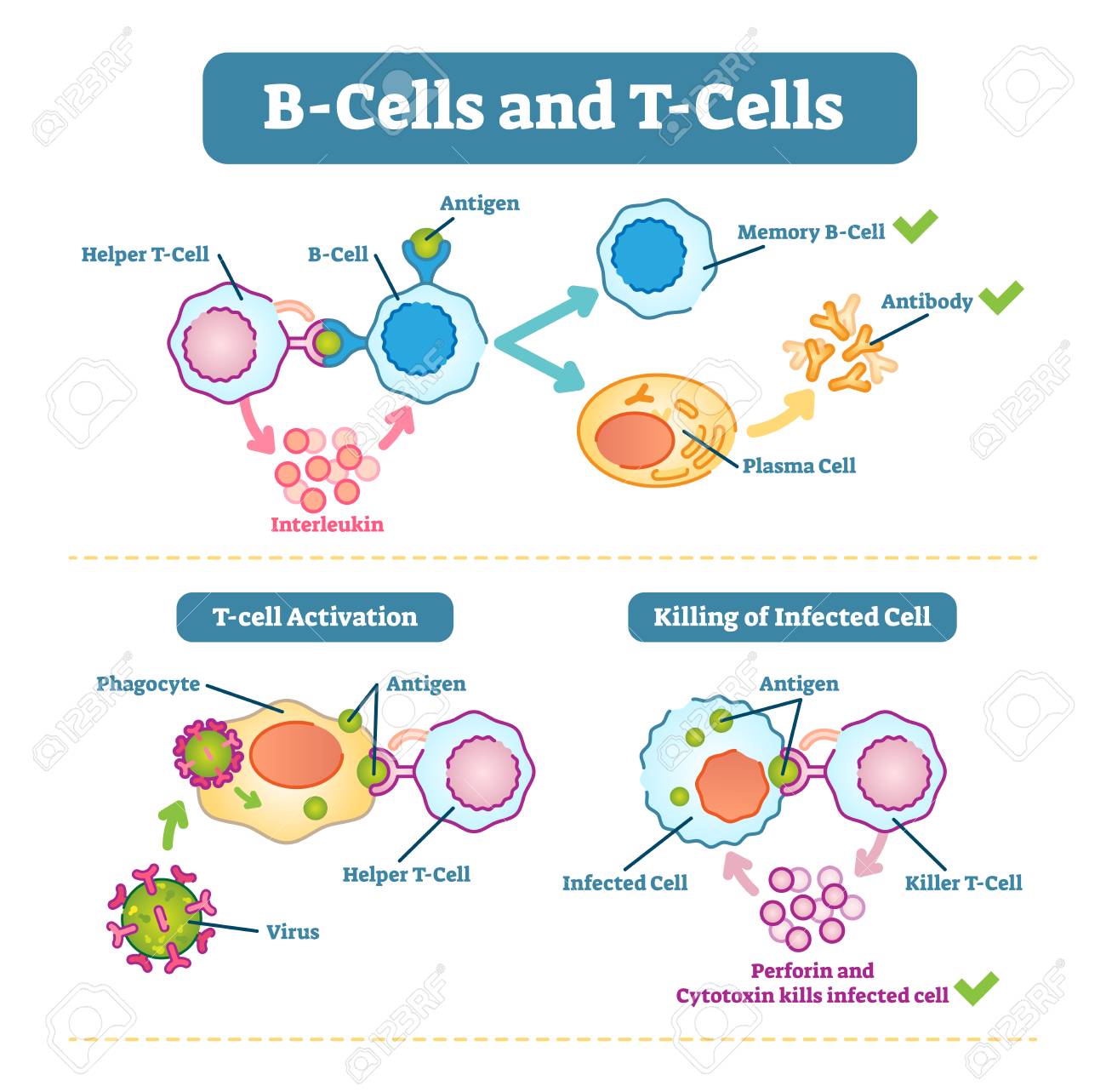 rencontre antigene lymphocyte b
