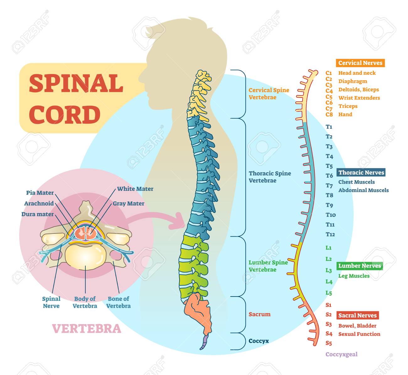 Cervical Spine Dermatome Chart