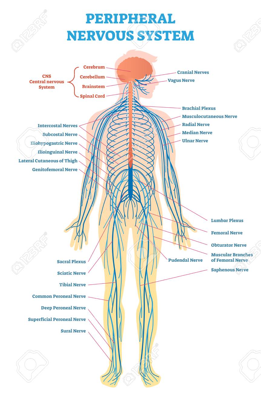 Nerves In Body Chart