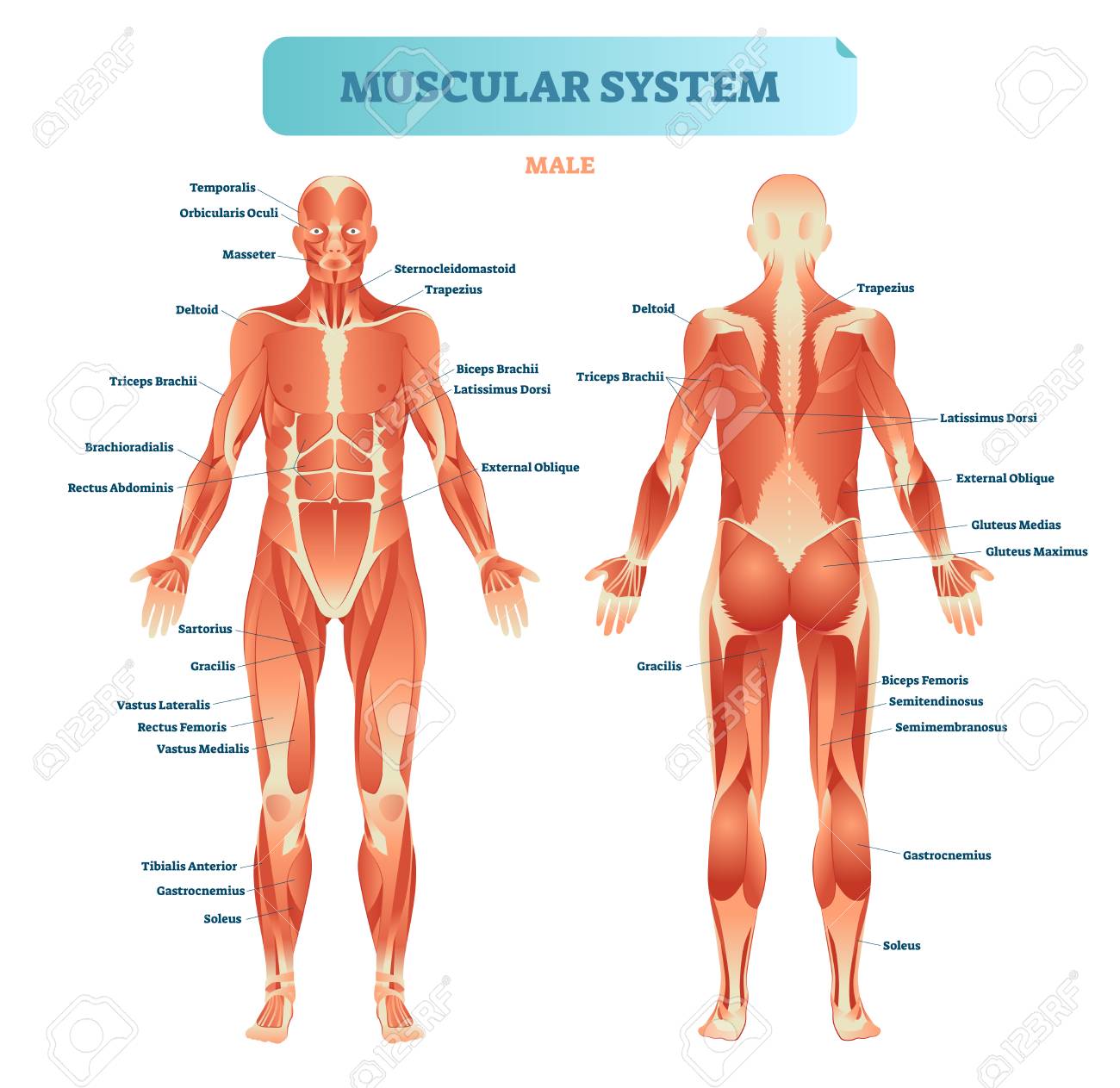 Male Muscular System Full Anatomical Body Diagram With Muscle Scheme Vector Illustration Educational Poster Royalty Free Cliparts Vectors And Stock Illustration Image 100867245