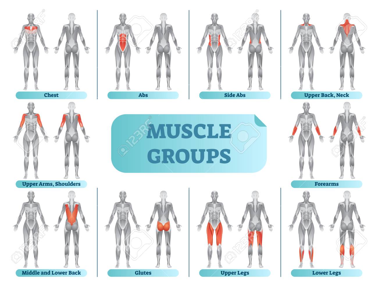 Female muscle groups anatomical fitness vector illustration, sports training informative chart. - 102093634 Female muscle groups anatomical fitness vector illustration, sports training informative chart. - 102093634