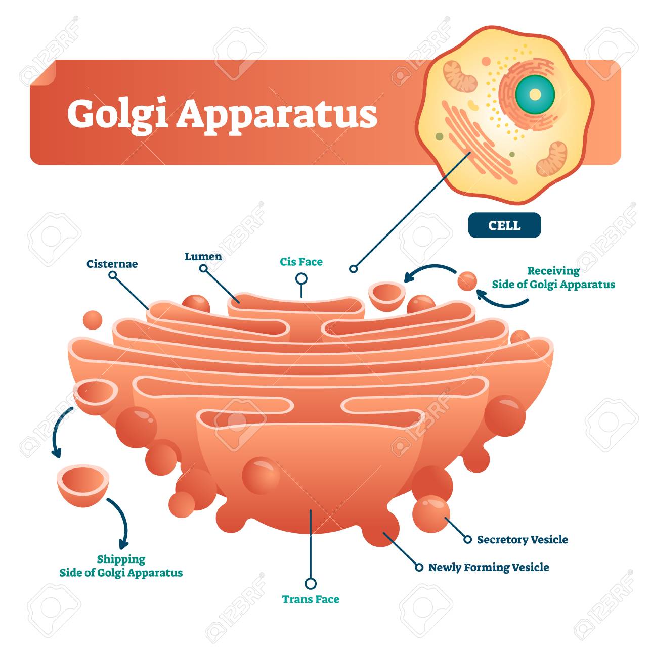 Golgi Apparatus Vector Illustration Labeled Microscopic Scheme With Cisternae Lumen Cis Or Trans Face Cell Secretory And Newly Forming Vesicle Closeup Diagram With Receiving And Shipping Side Royalty Free Cliparts Vectors And