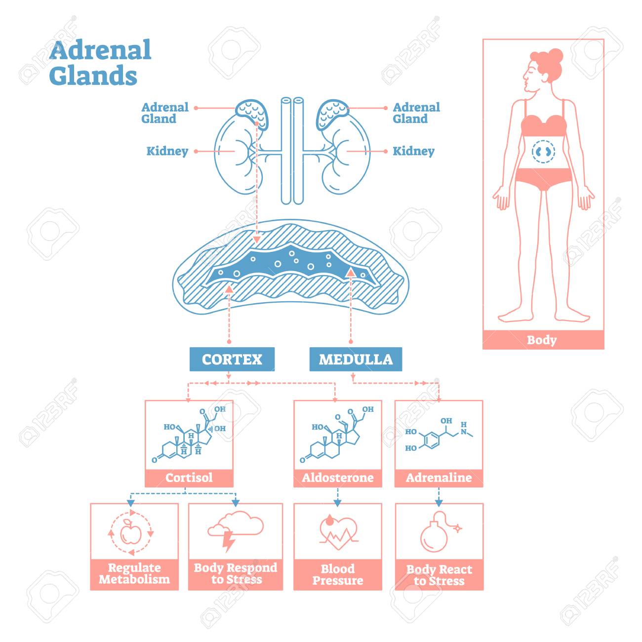 Adrenal Glands Of Endocrine System Medical Science Vector Illustration Diagram Biological Scheme With Cortisol Aldosterone And Adrenaline Effects Such As Metabolism Stress Response And Blood Pressure Royalty Free Cliparts Vectors And Stock