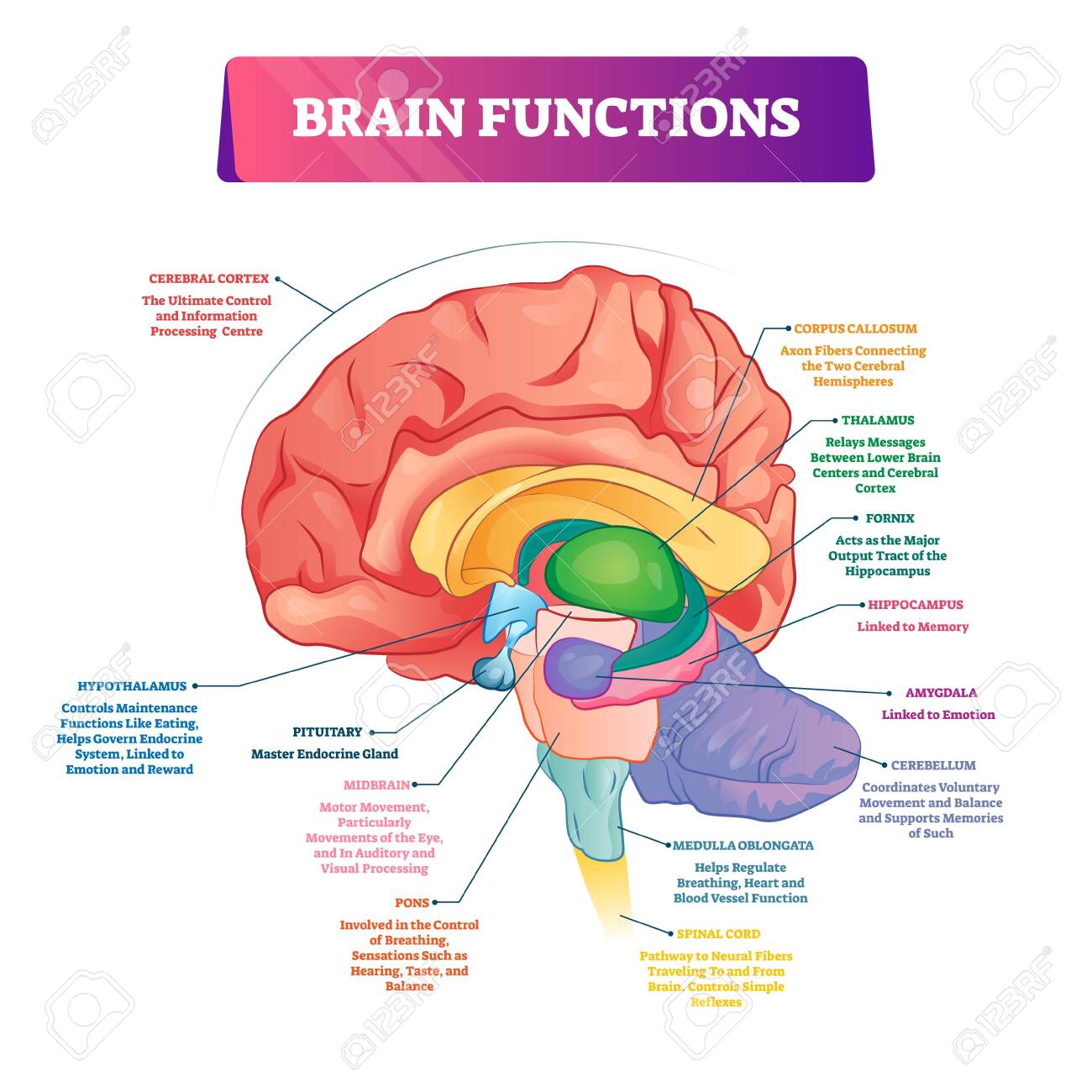 Brain functions vector illustration. Labeled explanation head organ parts scheme. Inner side view with educational section description. Cerebral cortex, hypothalamus, spinal cord and thalamus diagram. - 139354775 Brain functions vector illustration. Labeled explanation head organ parts scheme. Inner side view with educational section description. Cerebral cortex, hypothalamus, spinal cord and thalamus diagram. - 139354775