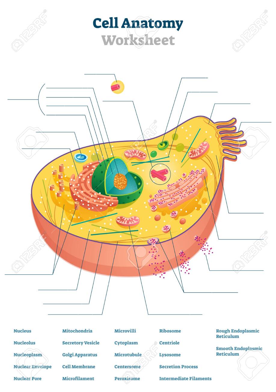 cell-anatomy-worksheet-vector-illustration-educational-task-scheme-concept-blank-diagram-with-closeup-isolated-structure-for-workbook-tests-and-practice-school-lessons-printable-microbiology-topic-royalty-free-svg-cliparts-vectors-and-stock