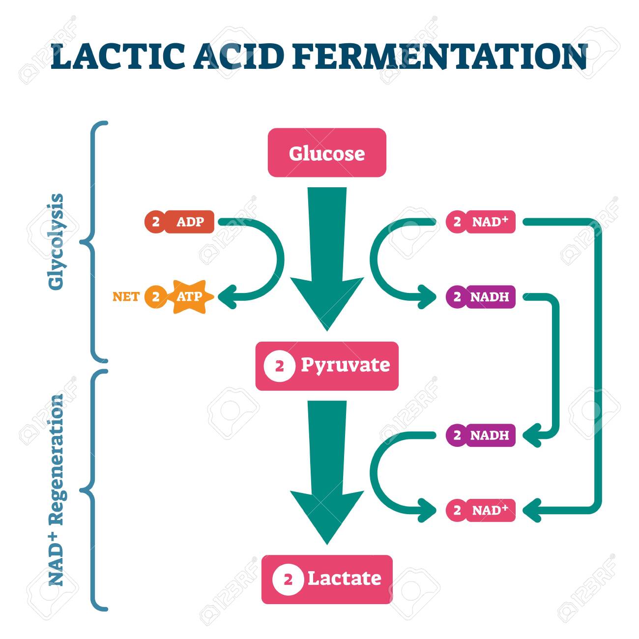 Acidity Of Pyruvate Vs Lactate R Mcat