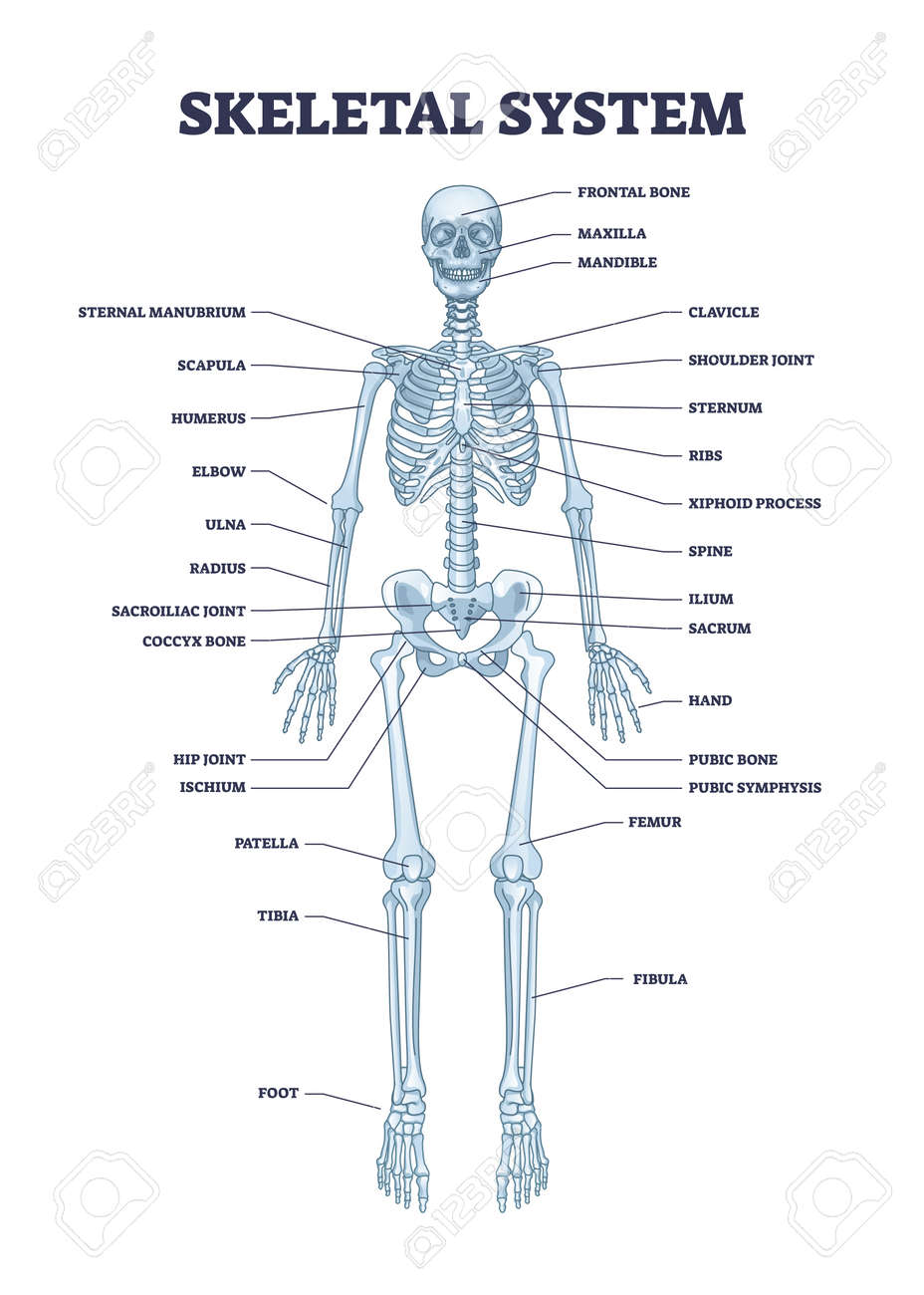 Póster Médico Detallado Póster Sistema Esquelético Anatomical Chart - Vista  Anterior, Lateral Y Posterior Sistema Esquelético Humano, image size:928x1300