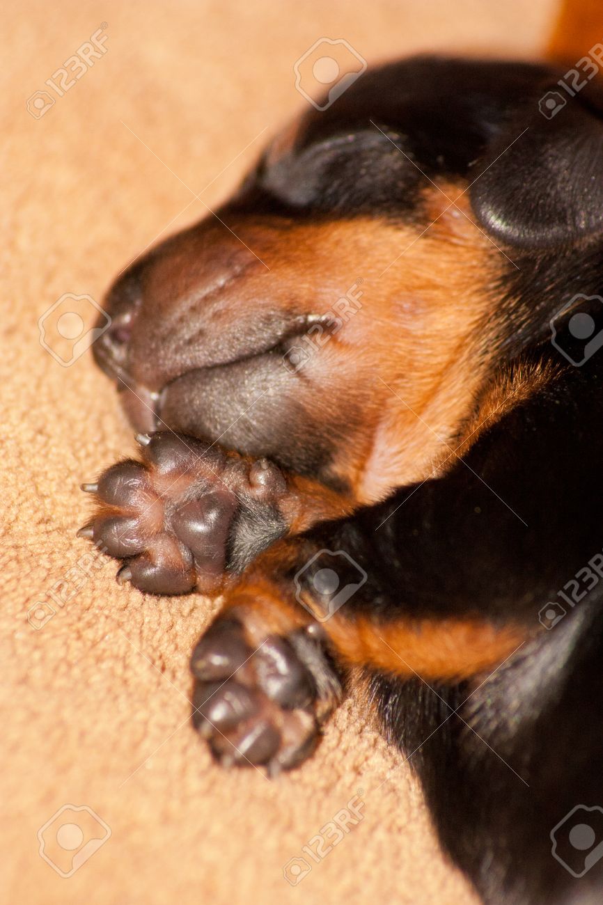 Miniature Smooth Haired Dachshund Puppy Sleeping On Its Bed Stock