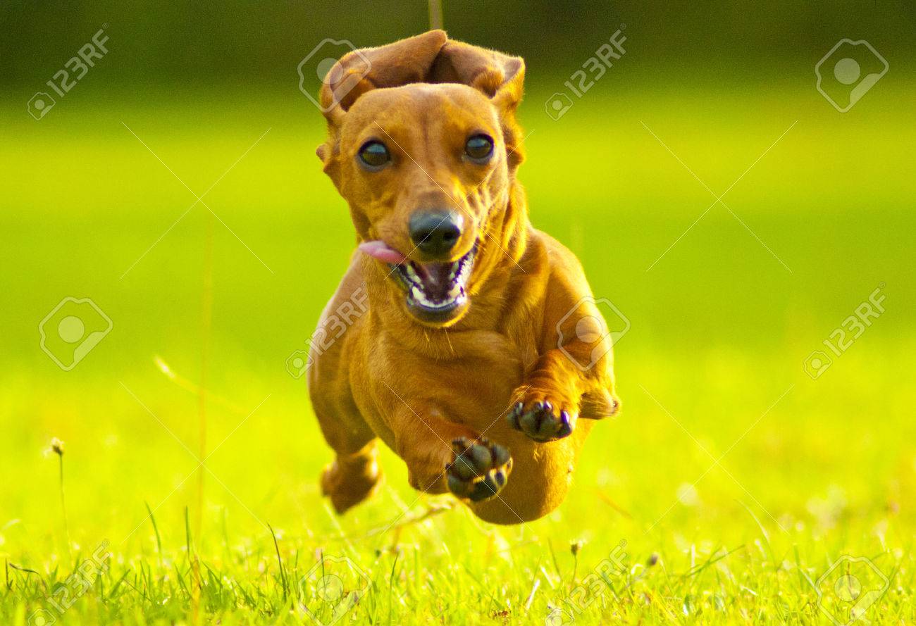 Front view of a dachshund running fast towards camera in a grassy field - 33321920 Front view of a dachshund running fast towards camera in a grassy field - 33321920