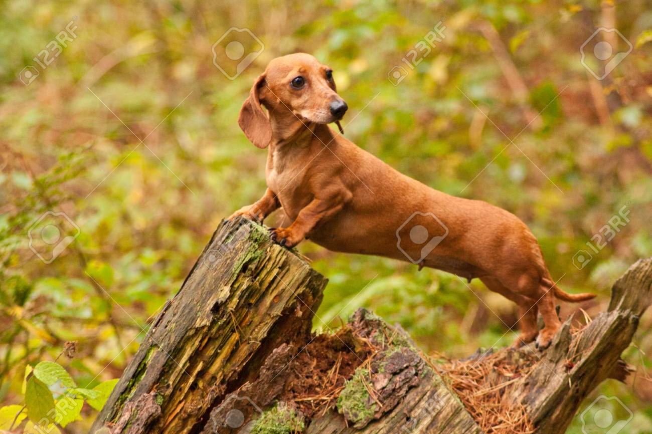 mini smooth haired dachshund