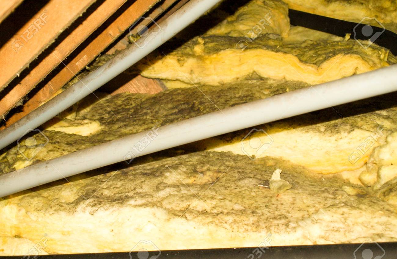 A typical household attic that is covered in mould spores. - 90249540 A typical household attic that is covered in mould spores. - 90249540