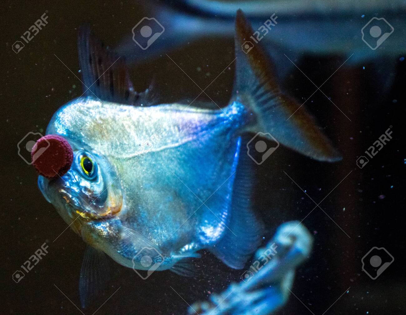 Large Silver Dollar Fish Enjoy Treats That Have Been Stuck To The Glass Inside A Common Type Of Fish Tank Stock Photo Picture And Royalty Free Image Image 135721005