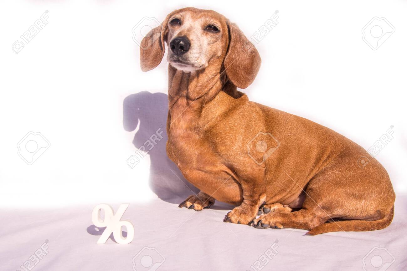 An Old Miniature Dachshund On A White Background With The Percentage Stock Photo Picture And Royalty Free Image Image 144508674