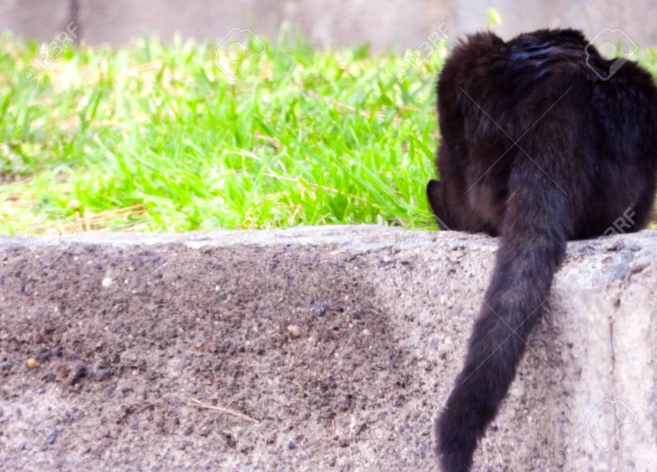 etiam-dictum-ipsum-a-felis