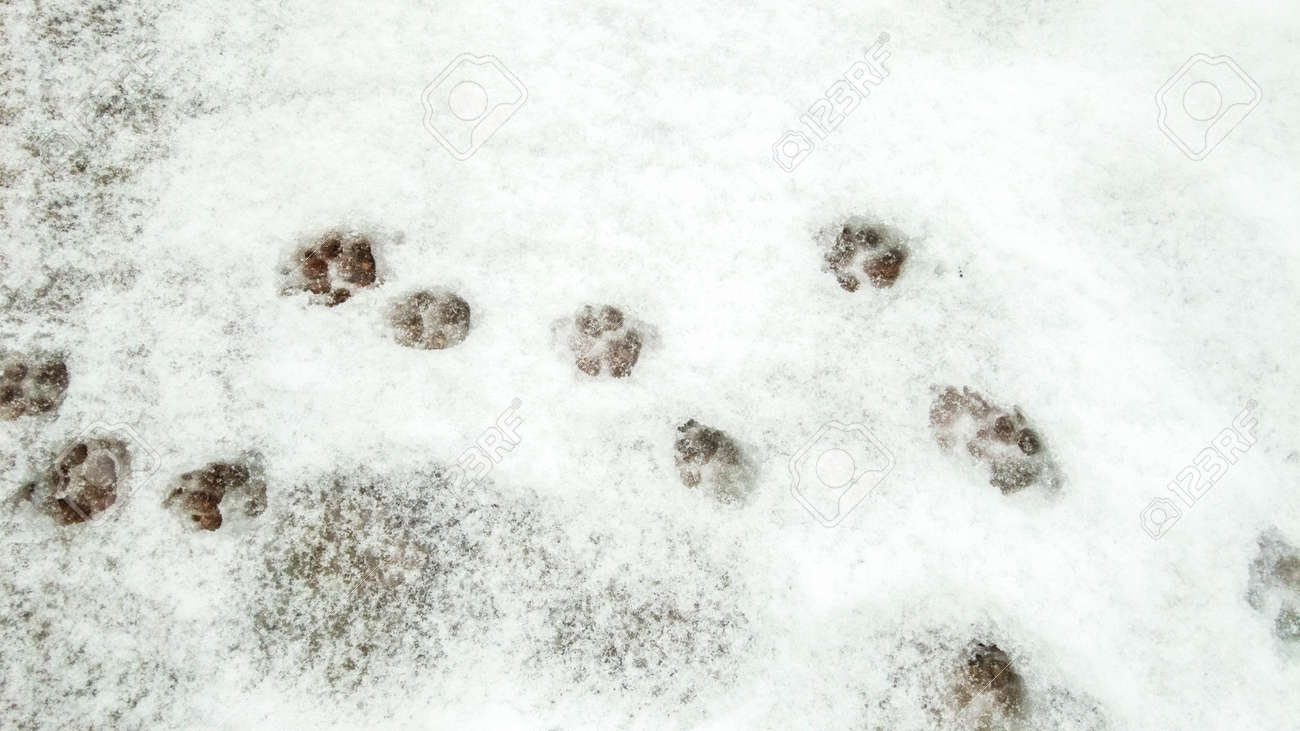 A running pattern of paw prints that have been imbedded in the snow. - 166119401 A running pattern of paw prints that have been imbedded in the snow. - 166119401